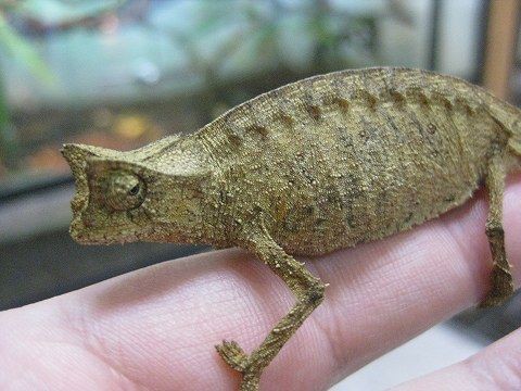 レアカメレオンから人気のヘラオヤモリなどなど : 爬虫類倶楽部