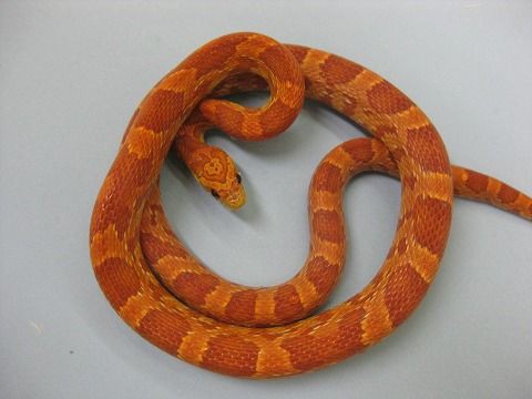 コーンスネーク特集!!! : 爬虫類倶楽部ファームブログ
