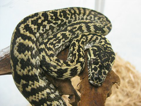 お待たせしました 『ドイツ便 第七弾』 カーペットパイソン : 爬虫類