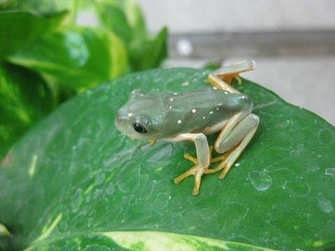 メキシコフトアマガエル 上陸!! : 爬虫類倶楽部ファームブログ