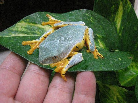 メキシコフトアマガエル 上陸!! : 爬虫類倶楽部ファームブログ