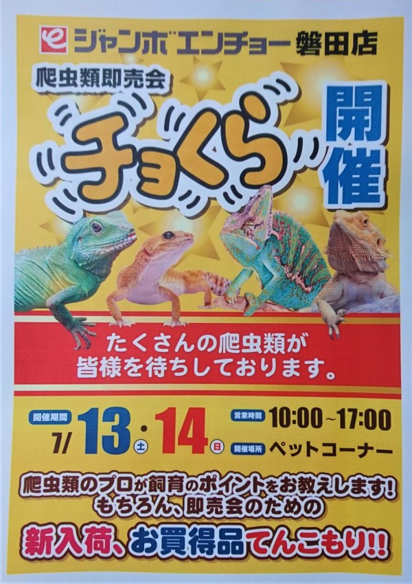 春巻きトカゲページ ハルマヘラホカケトカゲが入荷致しました！（熱帯倶楽部 東川口本店