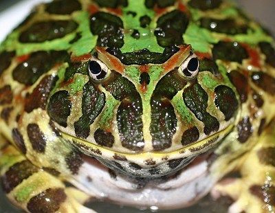 チョくら告知 カメ 両生類 その他色々 爬虫類倶楽部ファームブログ