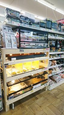 3 3 土 4 日 チョくらinジャンボエンチョー浜松店 リクエスト募集 爬虫類倶楽部ファームブログ