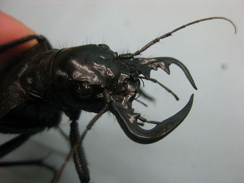 大閻魔がやって来た : 爬虫類倶楽部ファームブログ