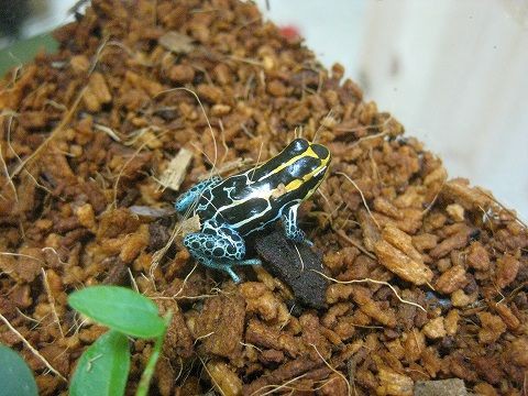 ヤドクガエル 新着！！ : 爬虫類倶楽部ファームブログ