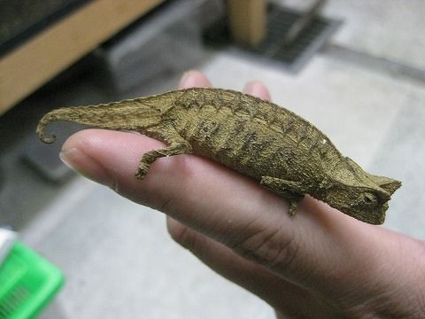 レアカメレオンから人気のヘラオヤモリなどなど : 爬虫類倶楽部