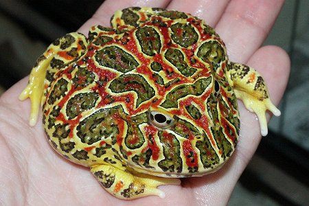 入荷いっぱいサクラダファミリアのお茶目なブログ！！ : 爬虫類倶楽部