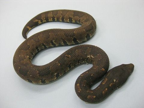 レア種 【ドラゴンスネーク】【シロアゴヤマガメ】などなど 多数入荷