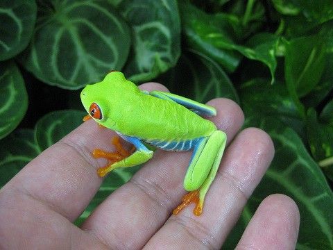 アカメアマガエル アマゾン カーティンガ ファンタジーなどなど 爬虫類倶楽部ファームブログ