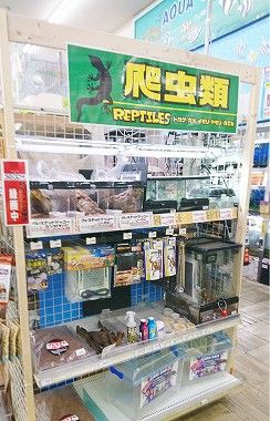 3 3 土 4 日 チョくらinジャンボエンチョー浜松店 リクエスト募集 爬虫類倶楽部ファームブログ