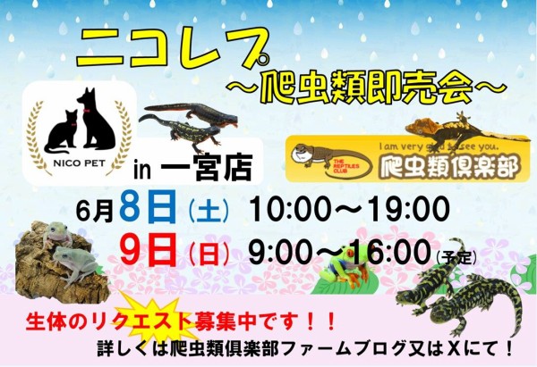 NP一宮店イベントポップ