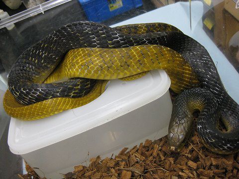 スリナム便＆ドイツ便＆マダガスカル便【第二弾】!! : 爬虫類倶楽部