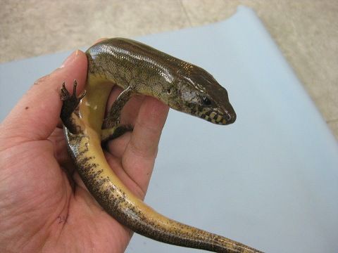 スリナム便＆ドイツ便＆マダガスカル便【第二弾】!! : 爬虫類倶楽部