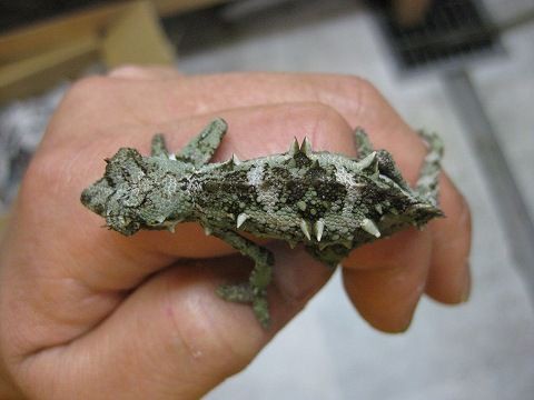 レアカメレオンから人気のヘラオヤモリなどなど : 爬虫類倶楽部