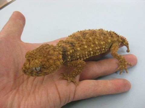 ミイラ化したヤモリ 天然乾燥 自然乾燥 - メルカリ