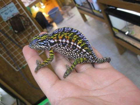 マダガスカル・アメリカ・インドネシア便入荷!! : 爬虫類倶楽部