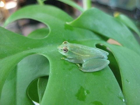 クサガエル・トマトにスキアシ・サラマンダー : 爬虫類倶楽部ファームブログ