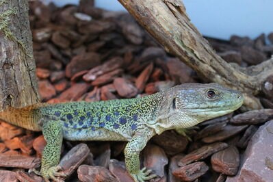 ホウセキカナヘビを飼ってみよう 爬虫類倶楽部ファームブログ