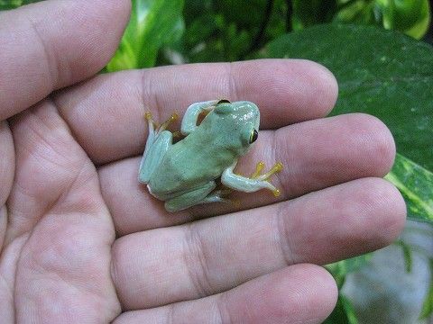 メキシコフトアマガエル 上陸!! : 爬虫類倶楽部ファームブログ