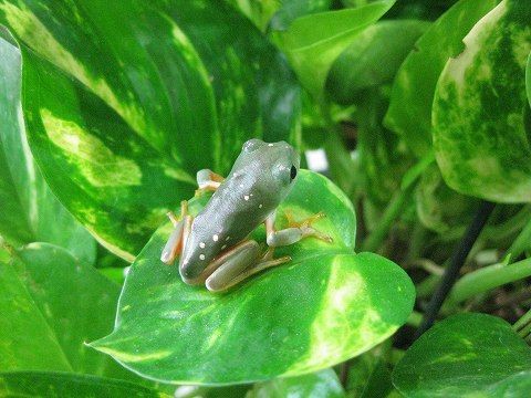 メキシコフトアマガエル 上陸!! : 爬虫類倶楽部ファームブログ