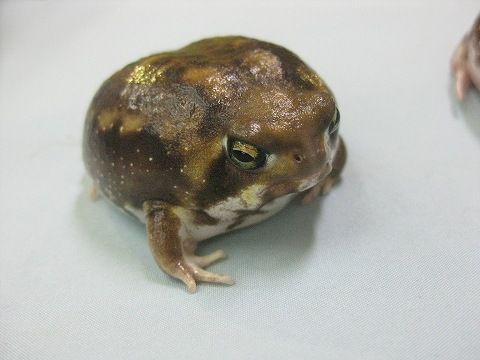 セール品 アメフクラガエル メス 大きめの個体 少数のみ お買い求めしやすい価格 Pegasusarabians Com