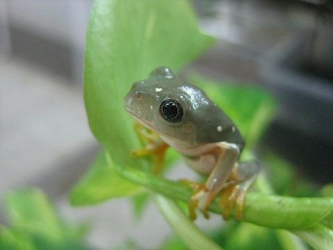 メキシコフトアマガエル 上陸!! : 爬虫類倶楽部ファームブログ