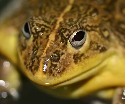 チョくら告知 カメ 両生類 その他色々 爬虫類倶楽部ファームブログ
