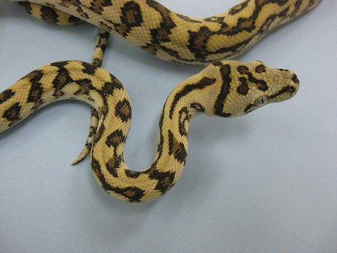 カーペットパイソン 写真更新!! : 爬虫類倶楽部ファームブログ