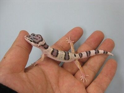 ヒョウモントカゲモドキを飼ってみよう レオパードゲッコー 爬虫類倶楽部ファームブログ