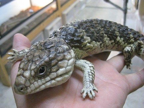 激レア種から超人気種まで 入荷してます 爬虫類倶楽部ファームブログ