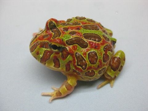 モニター ベビー ベルツノ ライム セマルにキボシ 爬虫類倶楽部ファームブログ