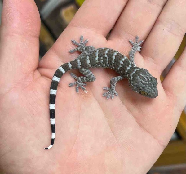 2F タイからの刺客、珍ホソユビやCBトッケイなど！ : 爬虫類倶楽部