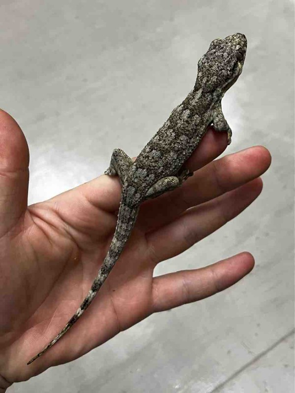 来たぜ！マダガスカル便！ : 爬虫類倶楽部