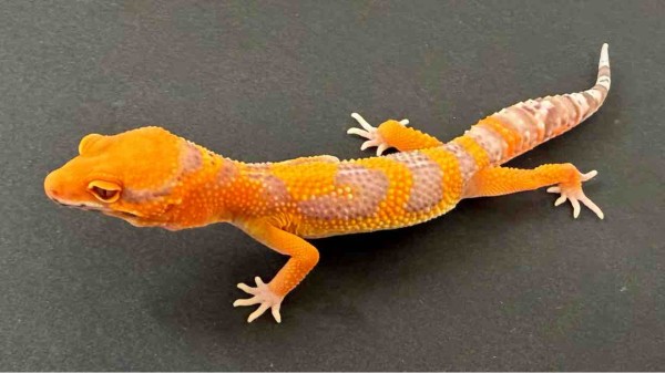 レオパ新着】豹紋堂！LONDON LEOPA！GECKOS ETC.！＋α : 爬虫類倶楽部