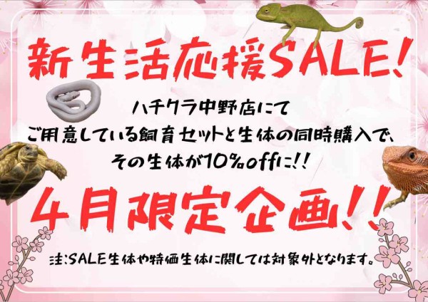 初心者の方大歓迎！！4月限定キャンペーンのお知らせ！！ : 爬虫類倶楽部