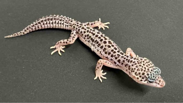 爬虫類ケージ レオパ ニシアフ Reptiles] Introducing cages