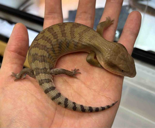 時々トカゲ 爬虫類倶楽部中野本店 本アカウント on X