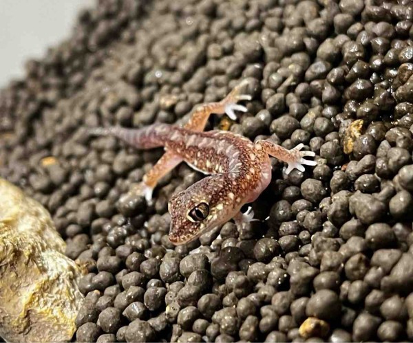 2F新着 ハム便ヤモリが来たぞ～～～ : 爬虫類倶楽部