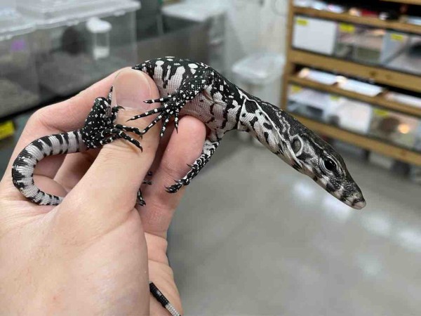 春巻きトカゲページ 春巻きトカゲページ 春巻きトカゲページ 春巻きトカゲページ 春巻き様