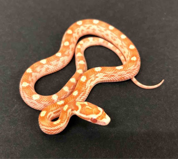 新品　コーンスネーク コーンスネークが入荷しました！！（熱帯倶楽部 本店） | 熱帯倶楽部