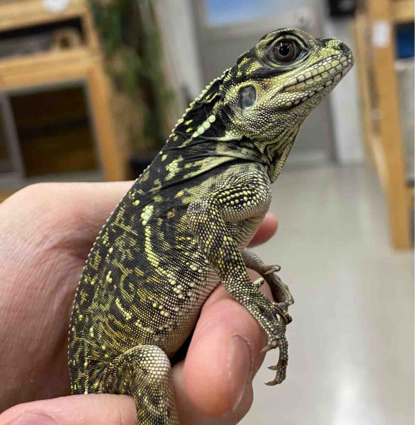 3Fトカゲ新入荷！小さいビチビチ、大きいバサバサ！！ : 爬虫類