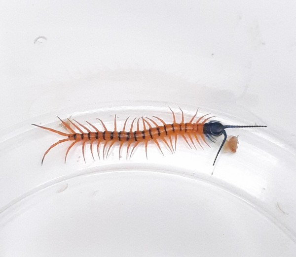 奇蟲新入荷&在庫紹介～珍！赤き潜行者！！～ : 爬虫類倶楽部