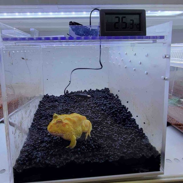 初心者の方大歓迎！！4月限定キャンペーンのお知らせ！！ : 爬虫類倶楽部