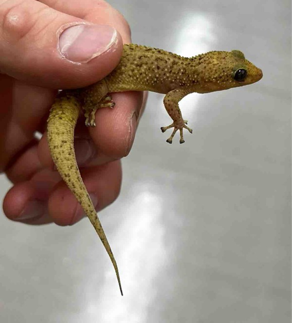 2F 叫べ刹那のMelody : 爬虫類倶楽部