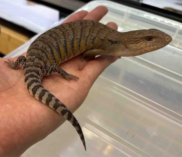 3Fトカゲ新入荷！！ : 爬虫類倶楽部