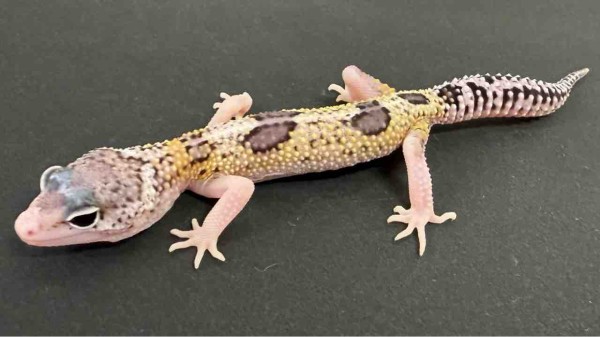 レオパ新着】豹紋堂！LONDON LEOPA！GECKOS ETC.！＋α : 爬虫類