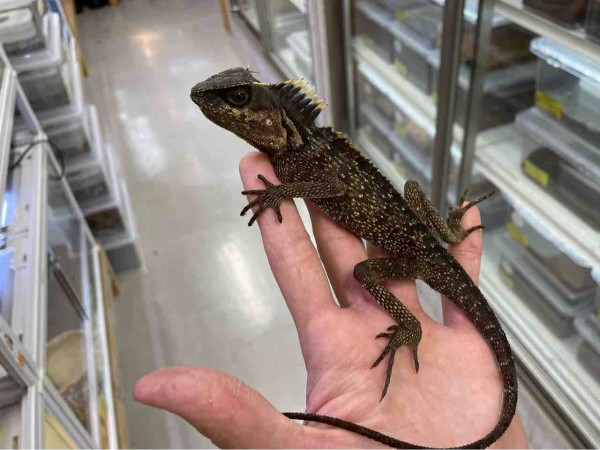 今週の2階新入荷 ヘビ、トカゲ : 爬虫類倶楽部