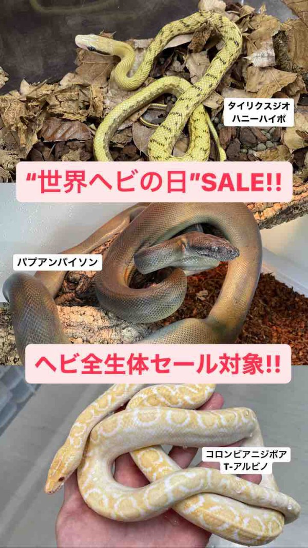 世界ヘビの日”セール告知と在庫リスト紹介 : 爬虫類倶楽部
