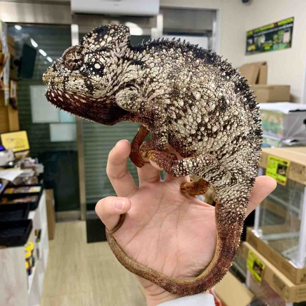 カメレオン新入荷！ マダ便+α クーラビンデルヒ : 爬虫類倶楽部